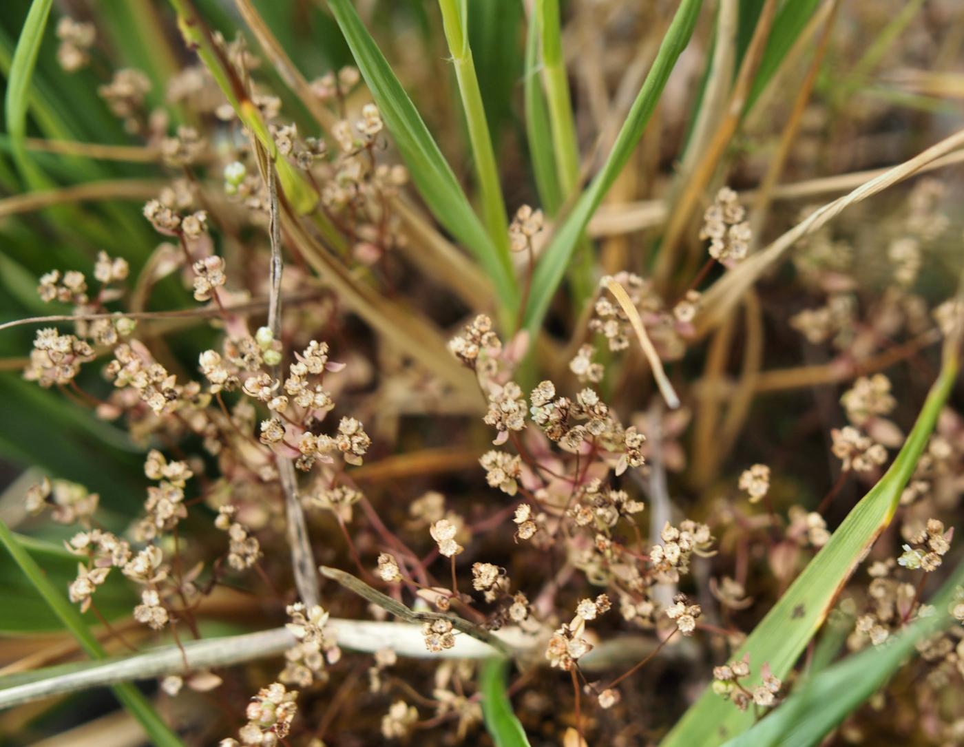 All-seed, Flax-leaved fruit
